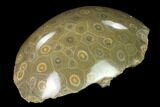 Polished Fossil Coral (Actinocyathus) - Morocco #136292-2